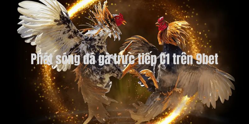 Phát sóng đá gà trực tiếp C1 trên 9bet