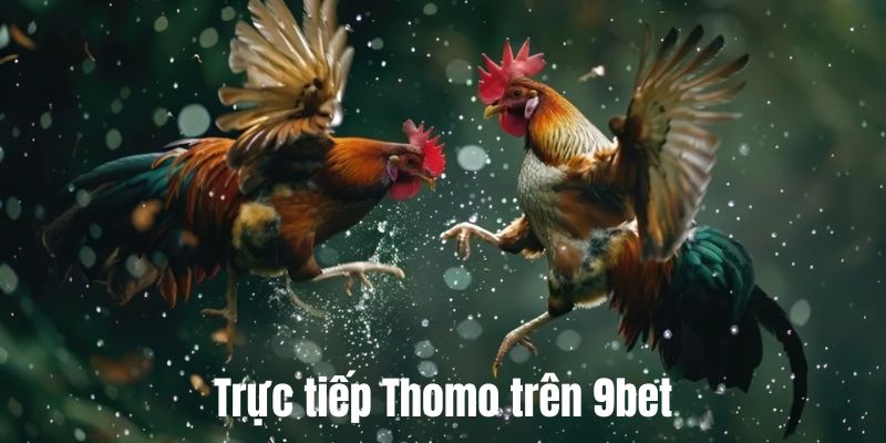 Trực tiếp Thomo trên 9bet